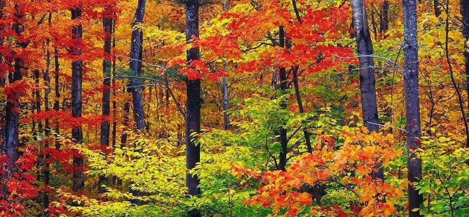 autumn forest