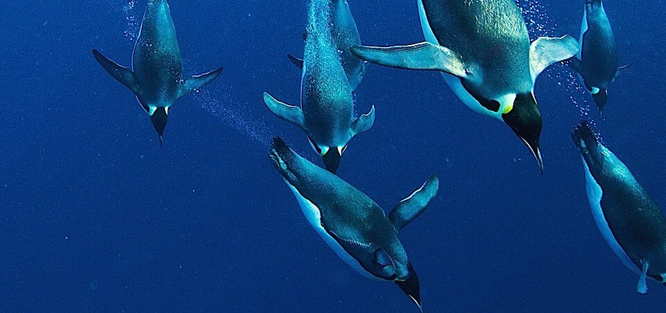Dolphins