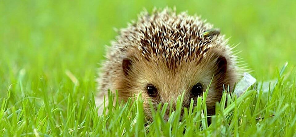 hedghog