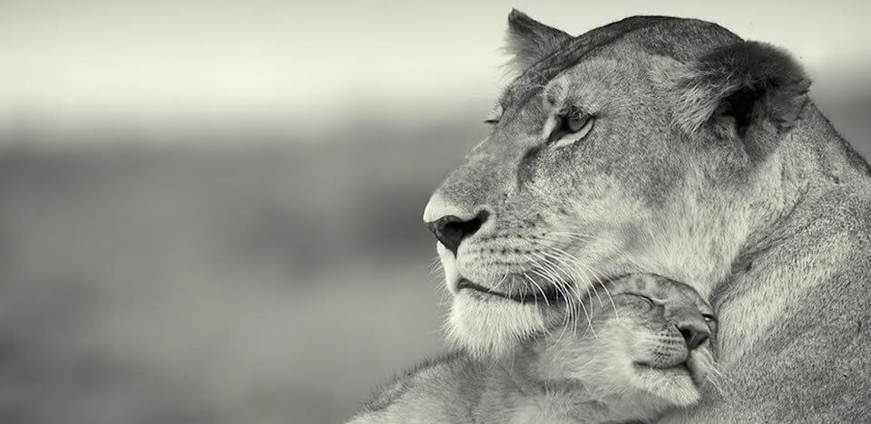 Lion with baby