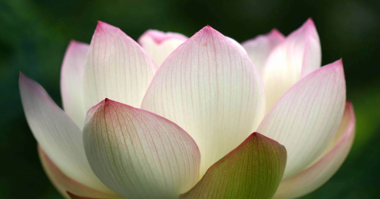 Lotus_Blossom
