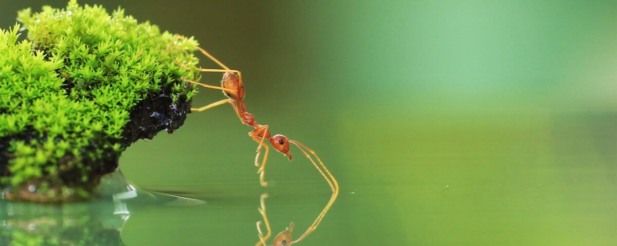 Ant drinking