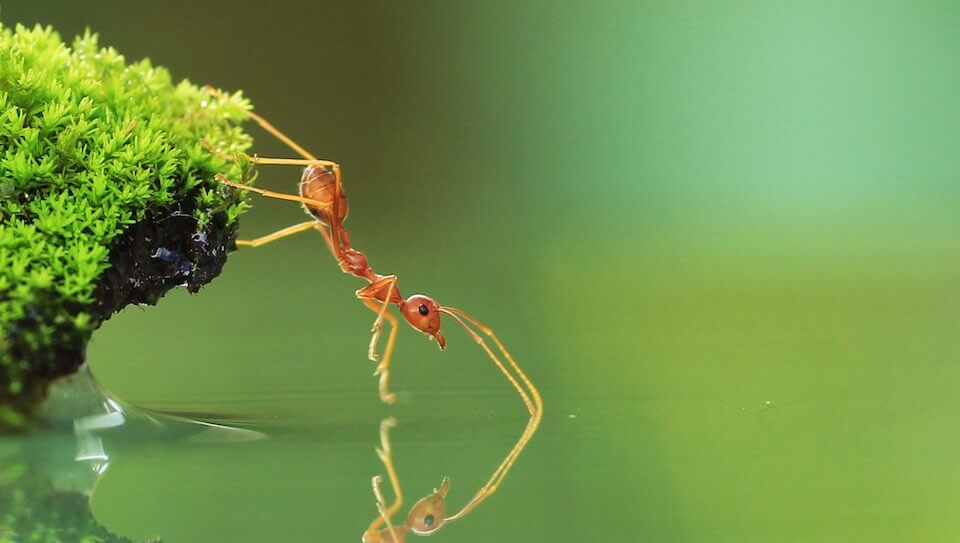 Ant drinking