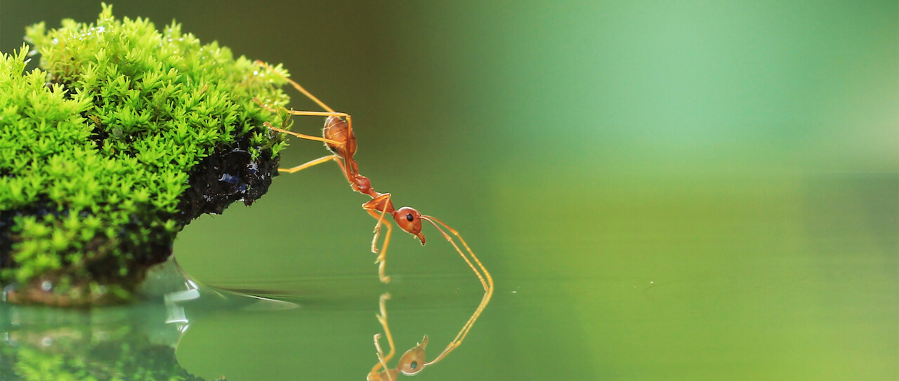 Ant drinking