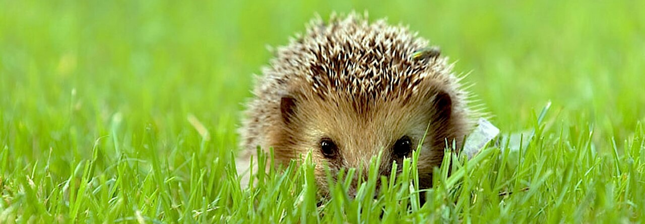 hedghog