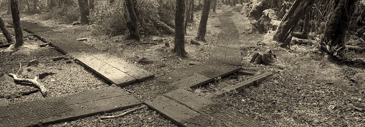 Hiking path in Hawaii